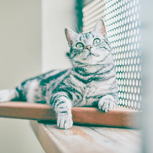 猫のロンパールーム