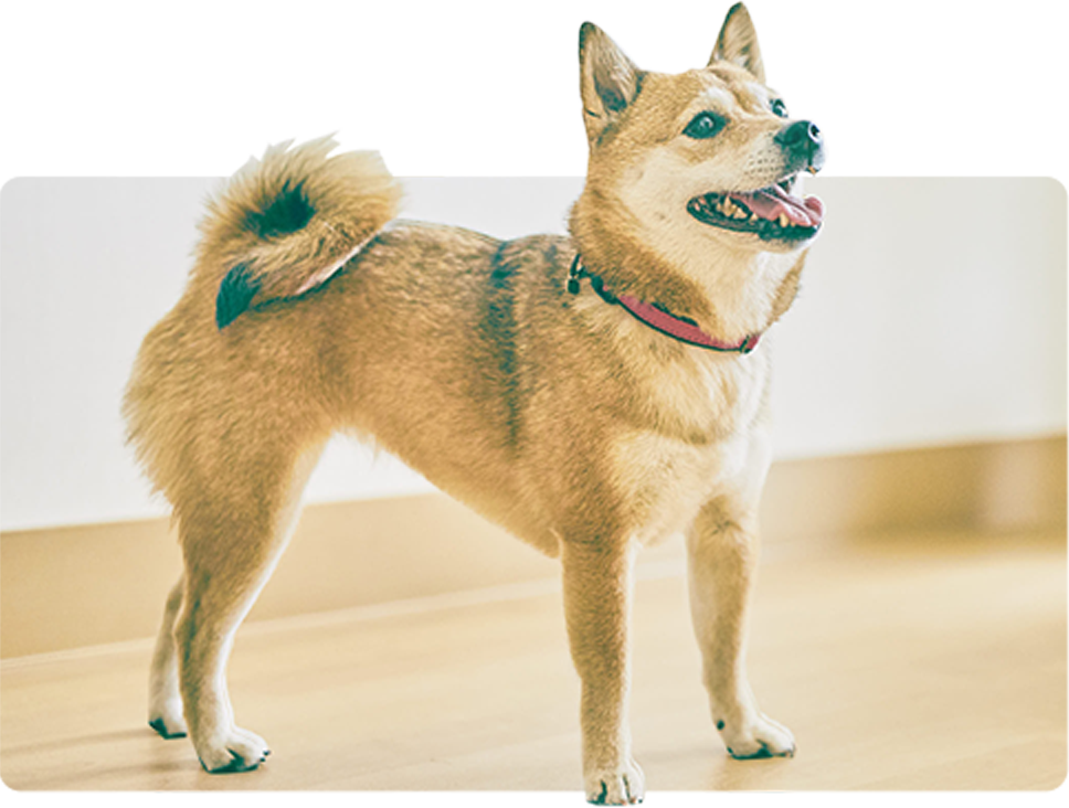 人も動物も快適な家