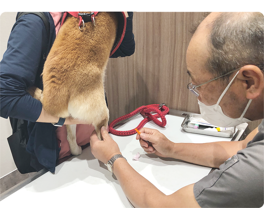 医師による定期的な検診と急病対応