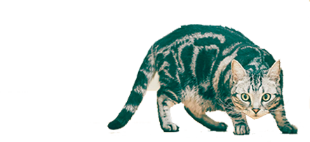 cat