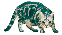 cat