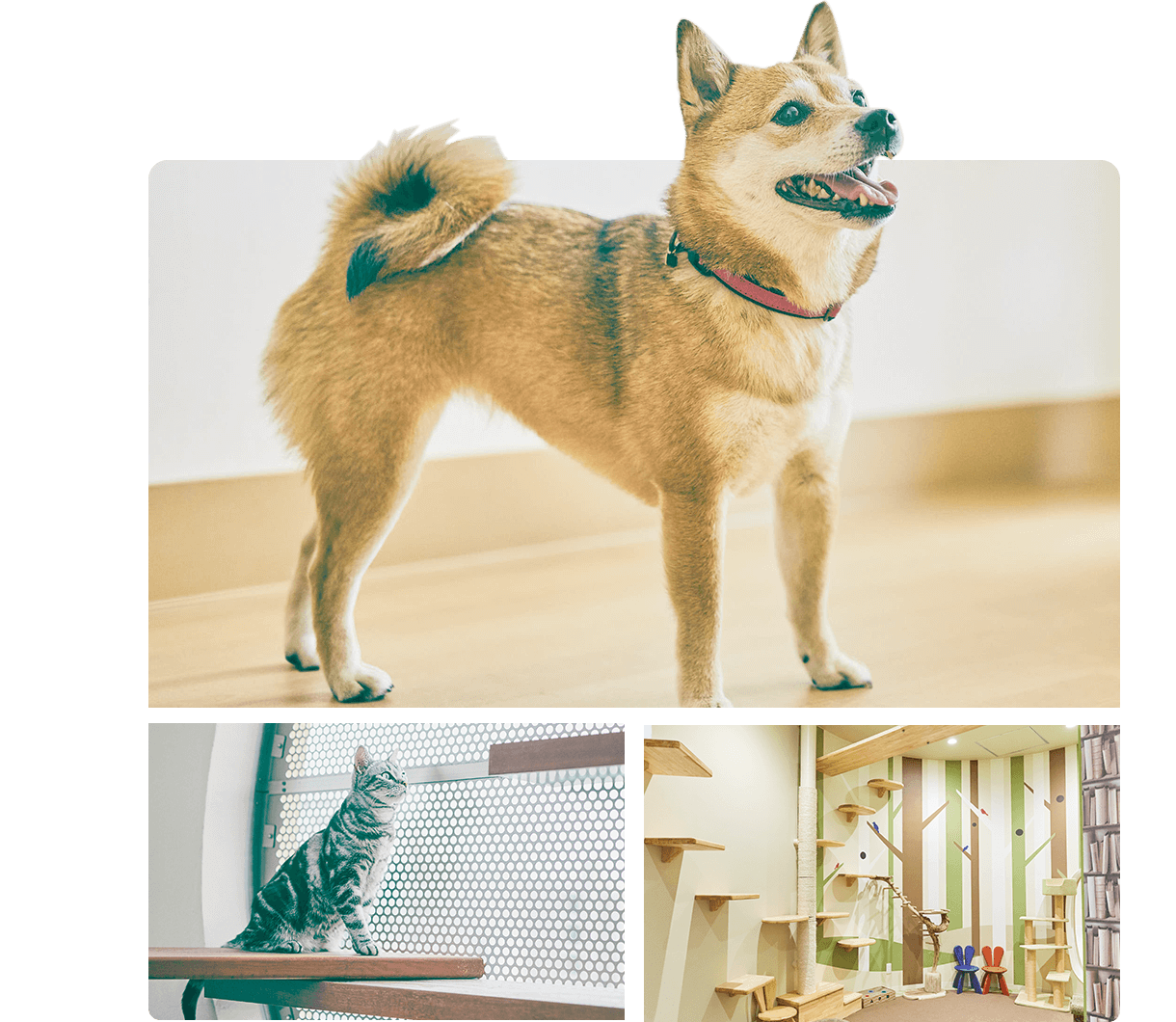 人も動物も快適な家