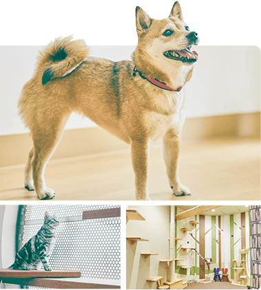 人も動物も快適な家