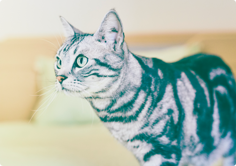 「人も動物も最期まで生き生きと暮らせる家」